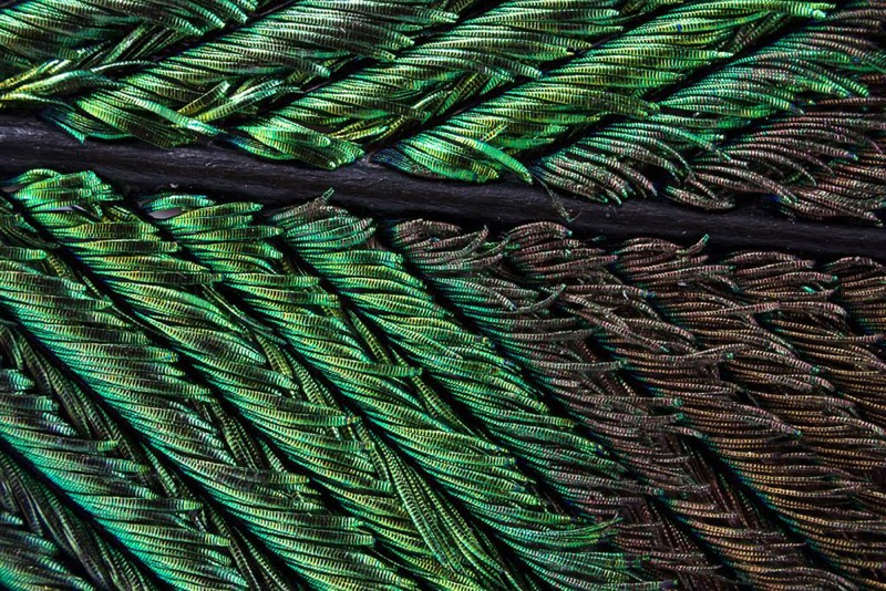 Illustration for article titled Amazing Photographs Capture the Microscopic Iridescence of Peacock Feathers
